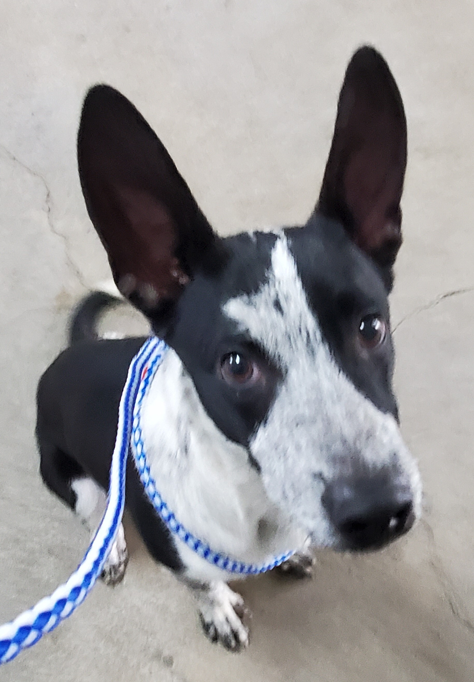 Jerry, an adoptable Australian Cattle Dog / Blue Heeler in Port Isabel, TX, 78578 | Photo Image 2