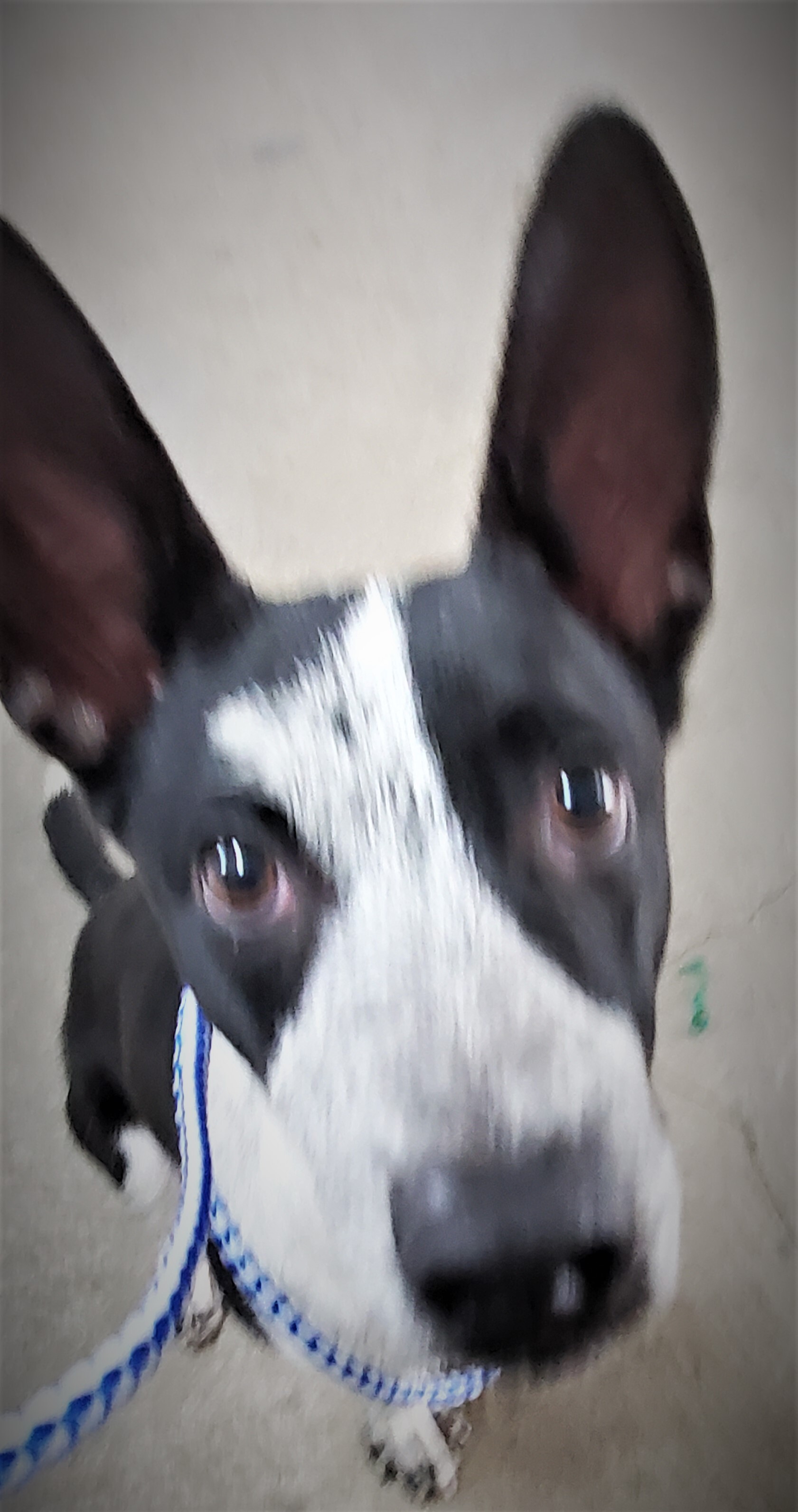 Jerry, an adoptable Australian Cattle Dog / Blue Heeler in Port Isabel, TX, 78578 | Photo Image 3