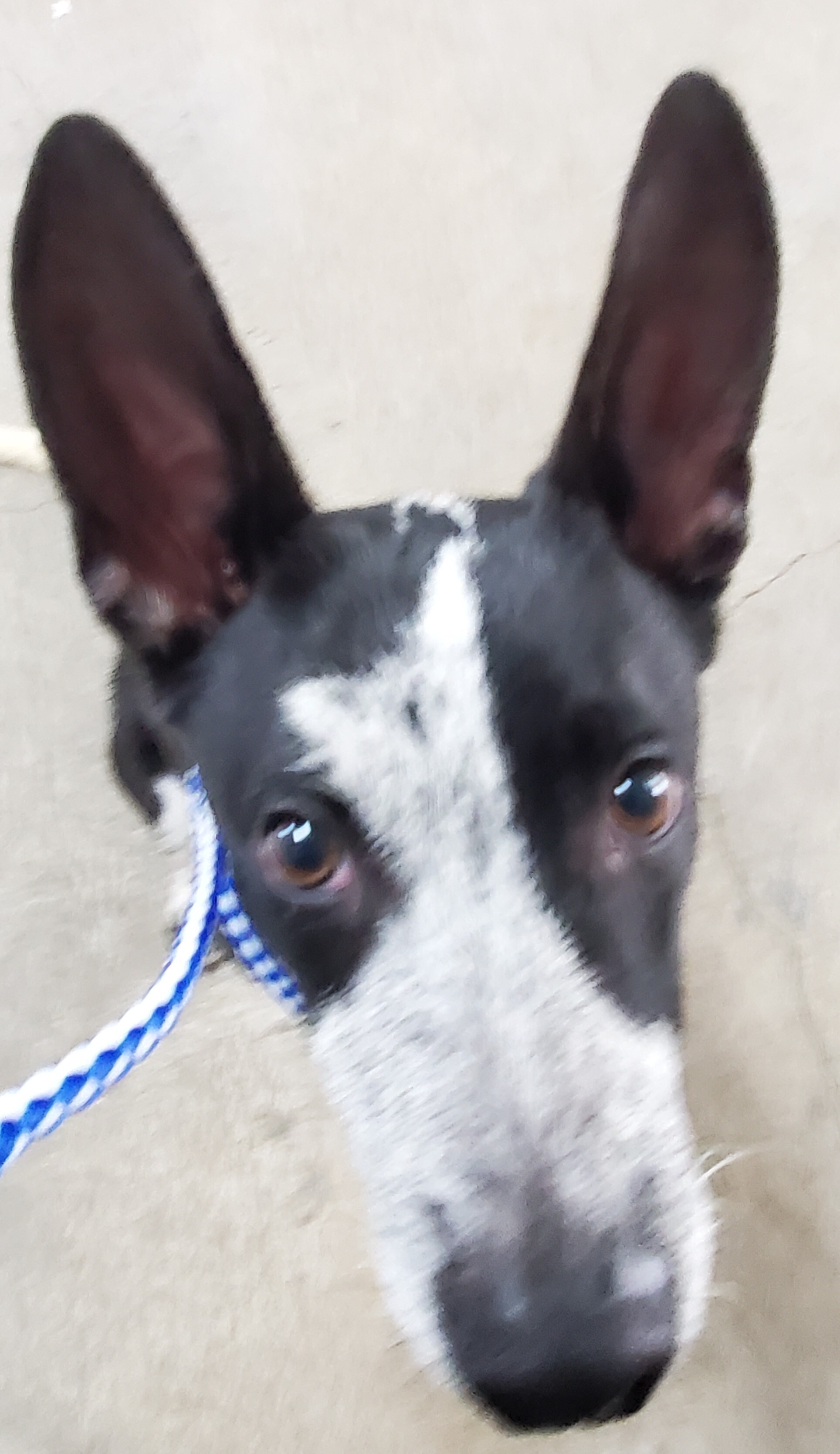 Jerry, an adoptable Australian Cattle Dog / Blue Heeler in Port Isabel, TX, 78578 | Photo Image 4