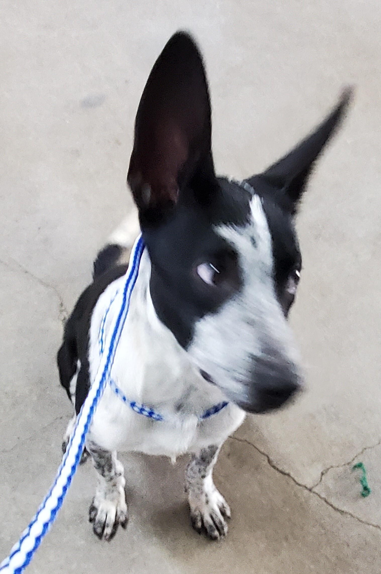 Jerry, an adoptable Australian Cattle Dog / Blue Heeler in Port Isabel, TX, 78578 | Photo Image 5
