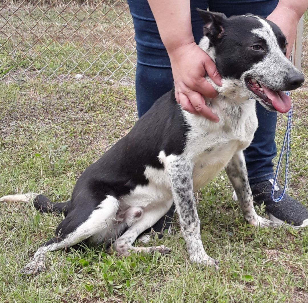 Jerry, an adoptable Australian Cattle Dog / Blue Heeler in Port Isabel, TX, 78578 | Photo Image 1