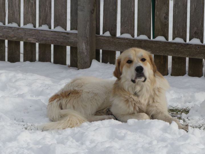 Charlie, an adopted Great Pyrenees Mix in Palatine, IL_image-5