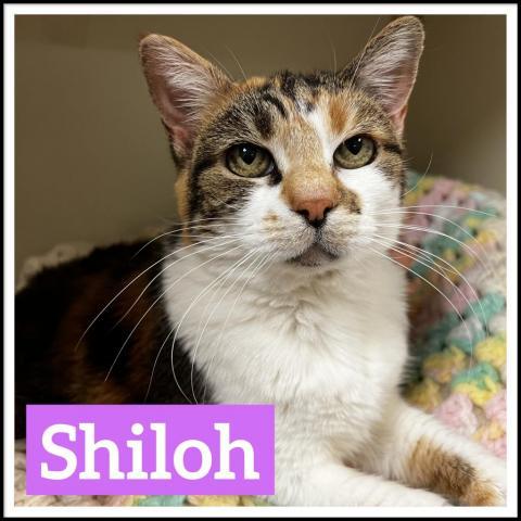 Shiloh, an adoptable Domestic Short Hair in Camden, ME, 04843 | Photo Image 1