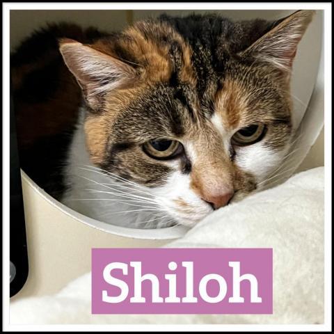 Shiloh, an adoptable Domestic Short Hair in Camden, ME, 04843 | Photo Image 3