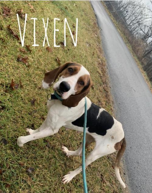 Vixen, an adoptable Coonhound Mix in Rockville, MD_image-1