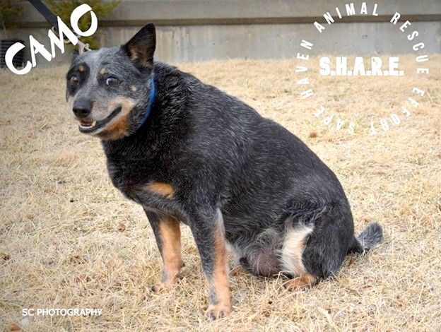 how long is a blue heeler pregnant