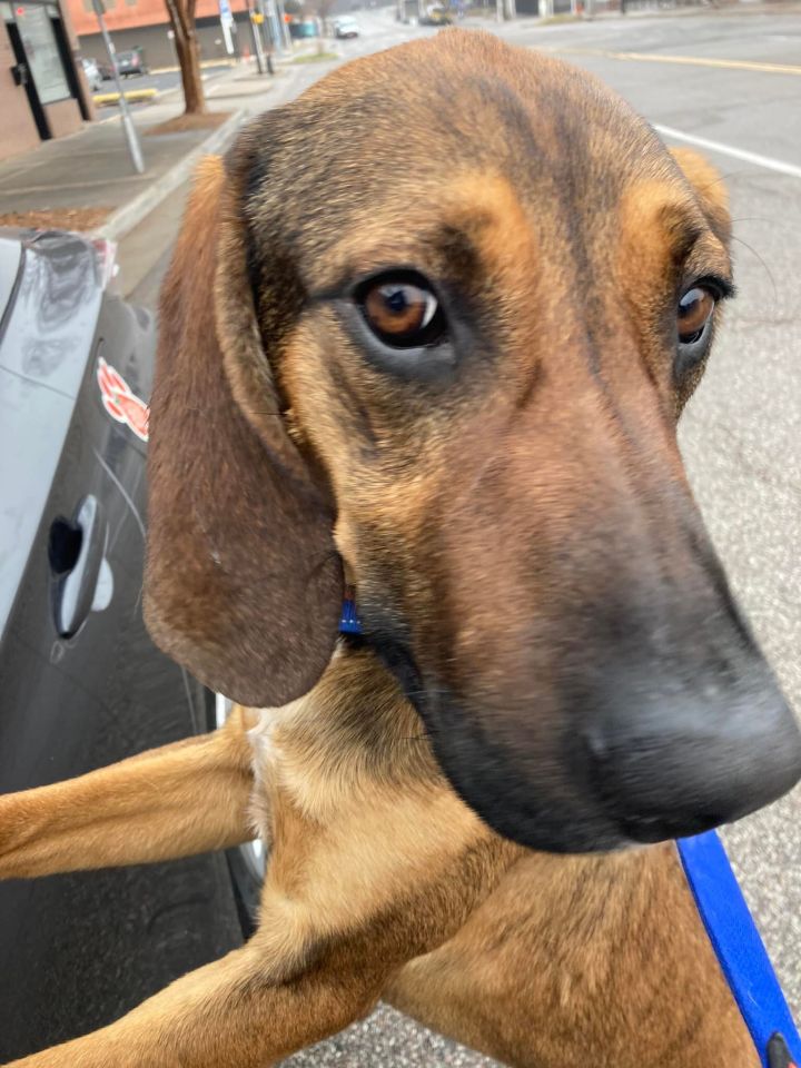 Doc, an adopted Coonhound & Redbone Coonhound Mix in Oklahoma City, OK_image-1