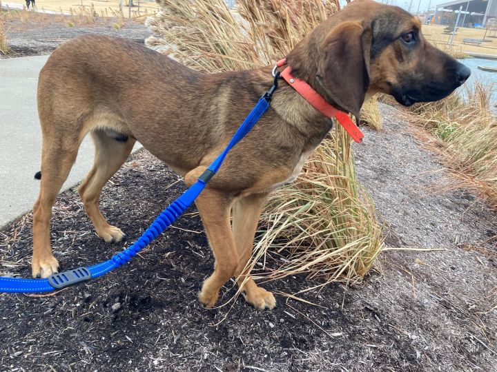 Doc, an adopted Coonhound & Redbone Coonhound Mix in Oklahoma City, OK_image-2