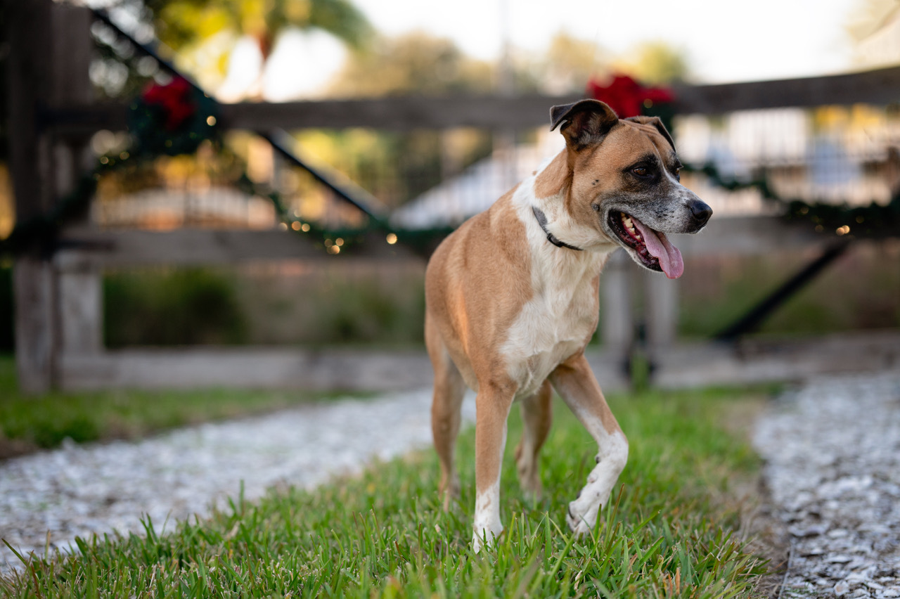 Baxter , an adoptable Boxer in St. Augustine, FL, 32084 | Photo Image 1