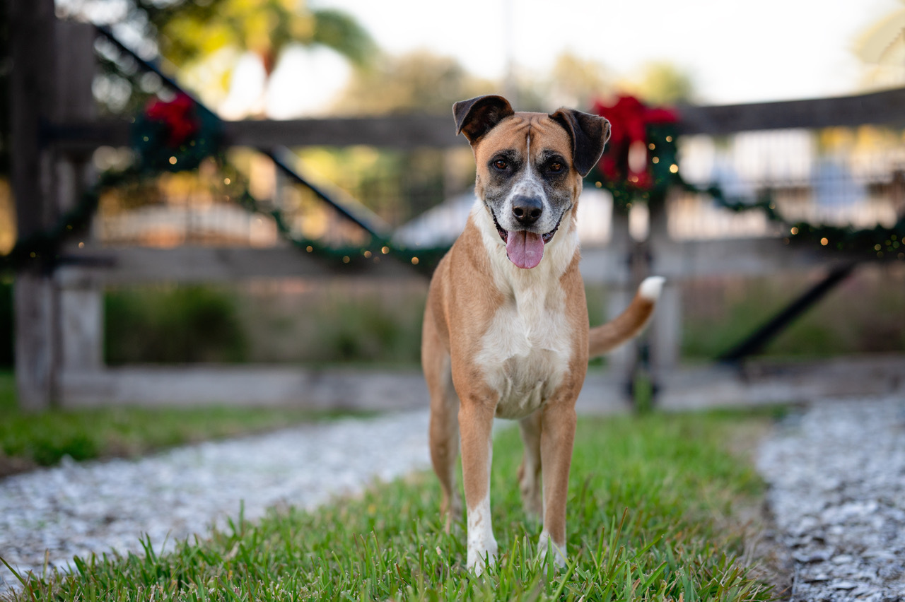 Baxter , an adoptable Boxer in St. Augustine, FL, 32084 | Photo Image 2