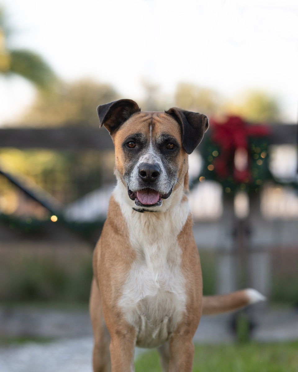 Baxter , an adoptable Boxer in St. Augustine, FL, 32084 | Photo Image 3