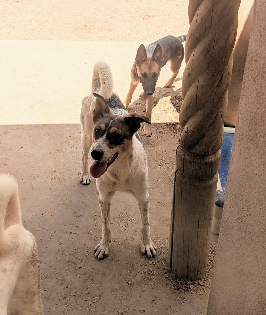 GIDGET, an adoptable Australian Cattle Dog / Blue Heeler in Pena Blanca, NM, 87041 | Photo Image 3