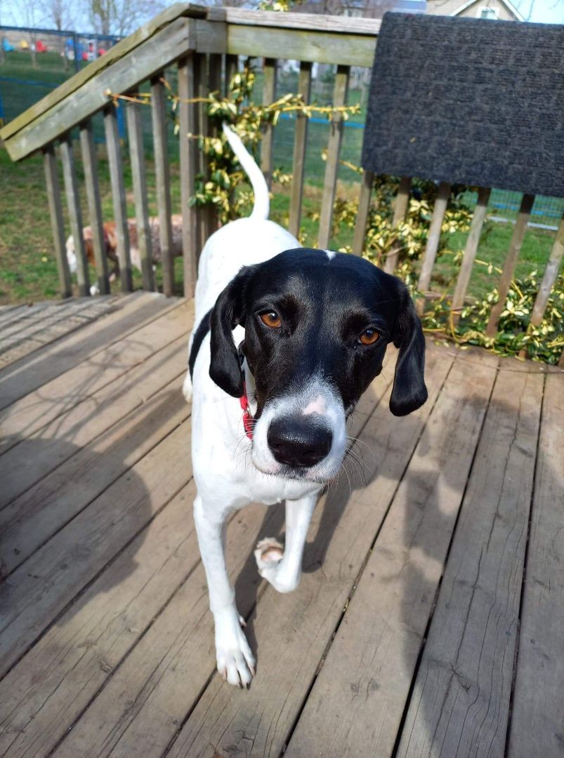 Honey, an adoptable Foxhound, Coonhound in Hamilton, ON, L8P 4B8 | Photo Image 2