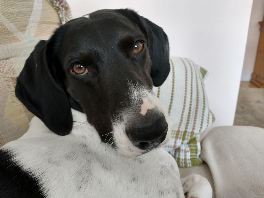 Honey, an adoptable Foxhound, Coonhound in Hamilton, ON, L8P 4B8 | Photo Image 1
