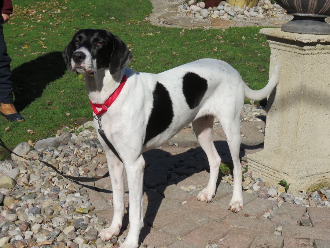 Honey, an adoptable Foxhound, Coonhound in Hamilton, ON, L8P 4B8 | Photo Image 5