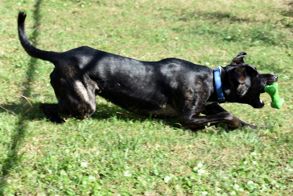 Dresden, an adoptable German Shepherd Dog in Indiantown, FL, 34956 | Photo Image 3