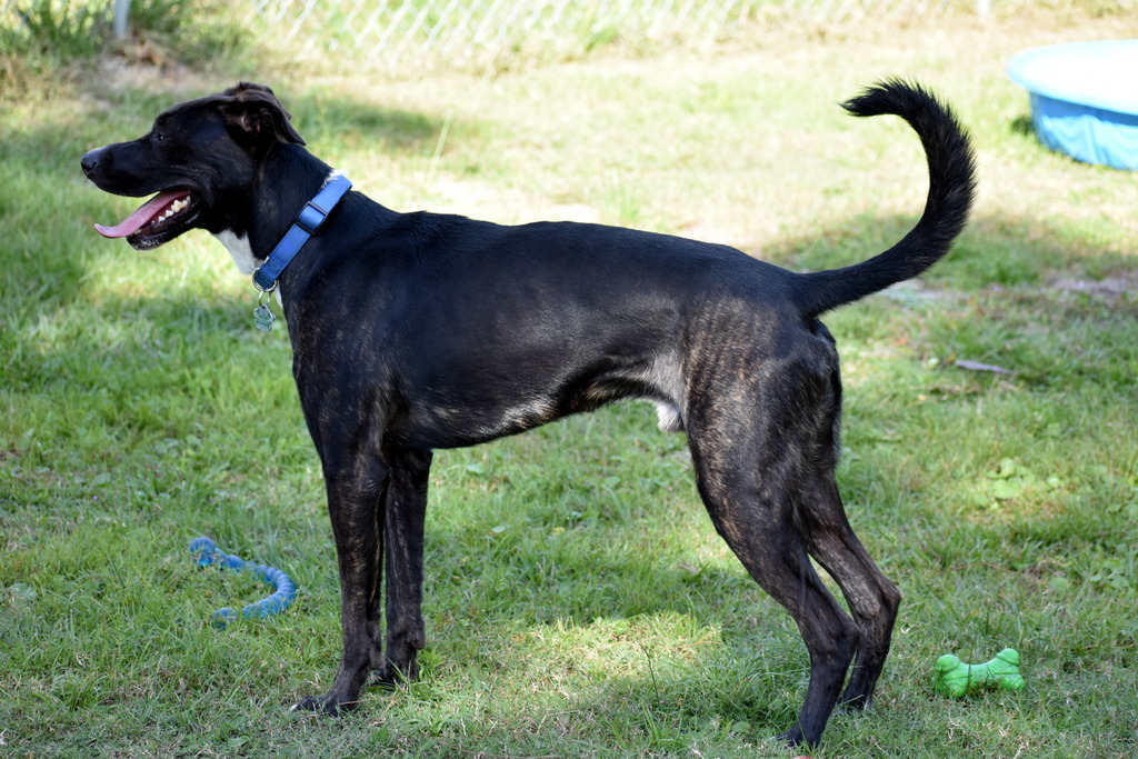 Dresden, an adoptable German Shepherd Dog in Indiantown, FL, 34956 | Photo Image 5