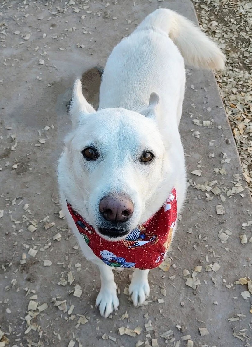 KODA, an adoptable Shepherd in Pena Blanca, NM, 87041 | Photo Image 1