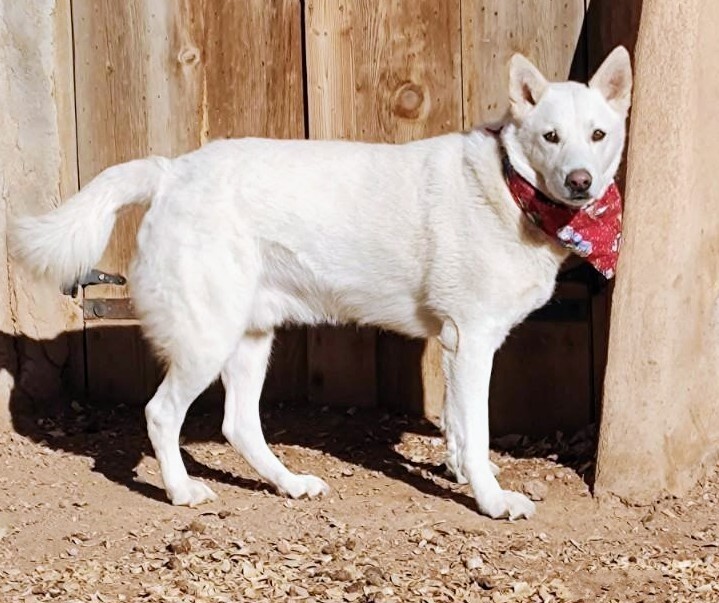 KODA, an adoptable Shepherd in Pena Blanca, NM, 87041 | Photo Image 3