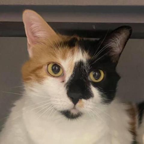 Fancy, an adoptable Domestic Short Hair in Sheridan, WY, 82801 | Photo Image 1