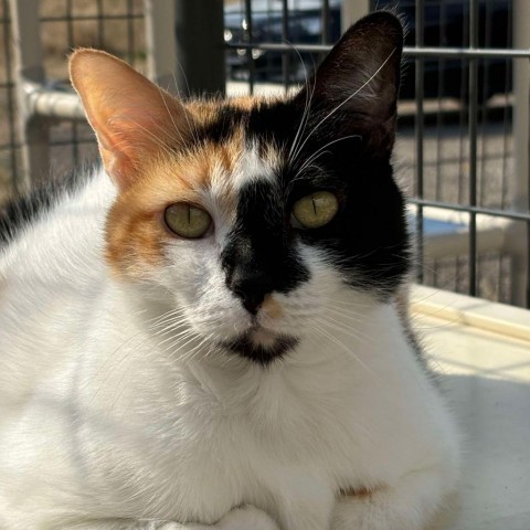 Fancy, an adoptable Domestic Short Hair in Sheridan, WY, 82801 | Photo Image 1