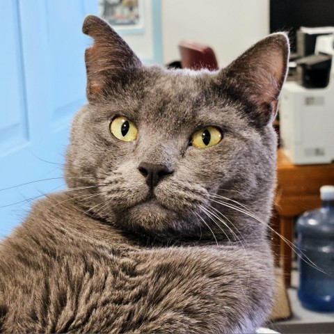 Paris, an adoptable Domestic Short Hair in Sheridan, WY, 82801 | Photo Image 1