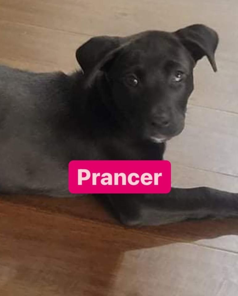 Prancer