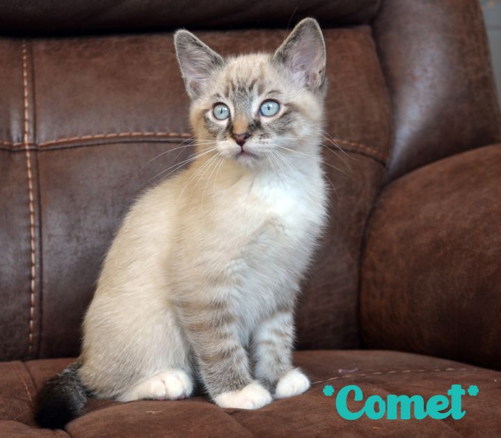 Comet, an adopted Domestic Short Hair Mix in Centerville, UT_image-1