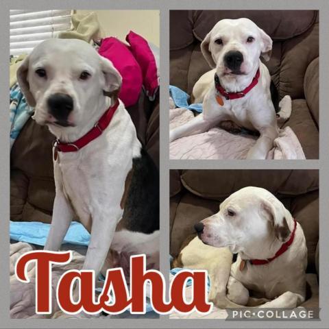 Tasha