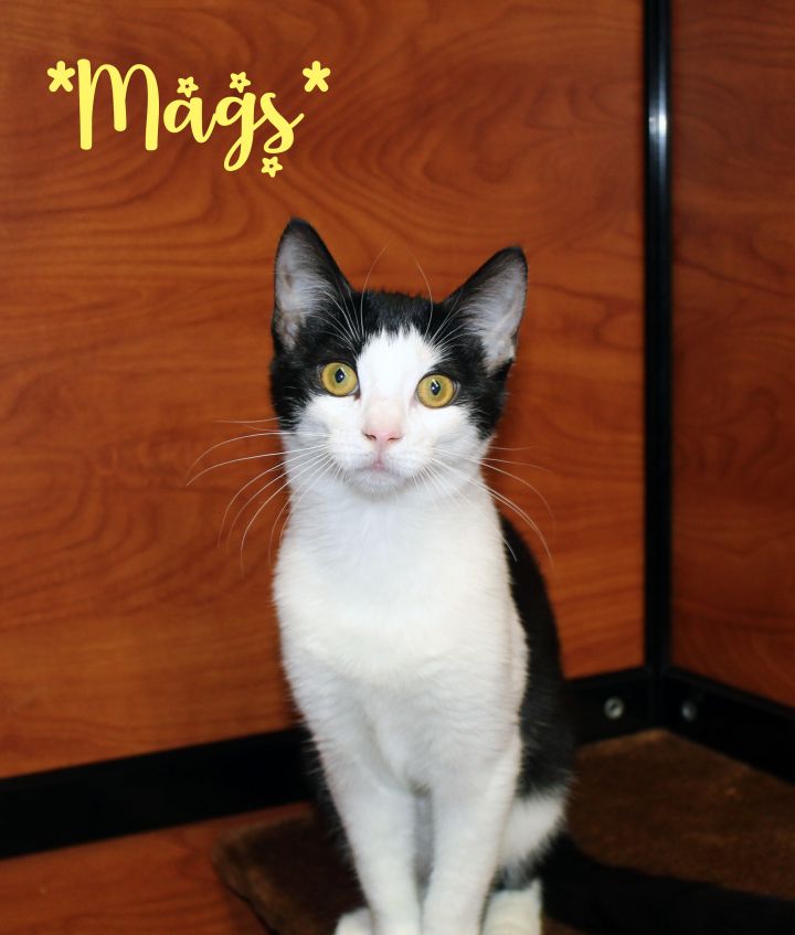 Mags, an adopted Domestic Short Hair in Centerville, UT_image-1