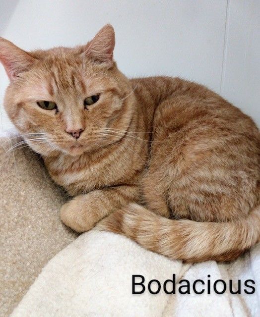 Bodacious, an adopted Tabby & Domestic Short Hair Mix in Maple Ridge, BC_image-1