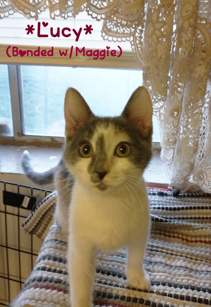 Maggie (Bonded with Lucy), an adoptable Domestic Short Hair in Centerville, UT_image-3