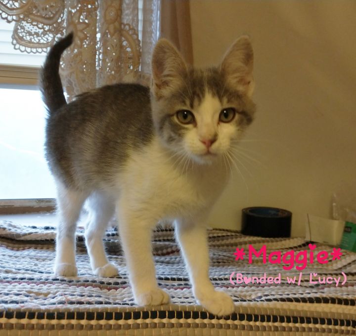 Lucy (Bonded with Maggie), an adoptable Domestic Short Hair in Centerville, UT_image-3