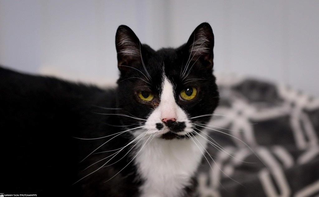 Stachie, an adoptable Domestic Short Hair in Muskegon, MI, 49442 | Photo Image 1