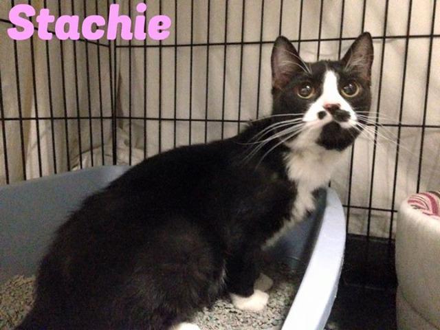 Stachie, an adoptable Domestic Short Hair in Muskegon, MI, 49442 | Photo Image 2