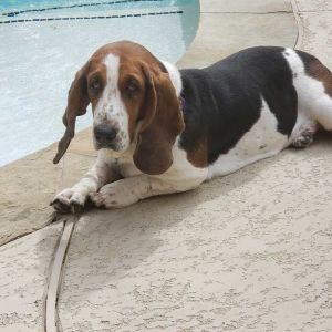 Bella is a sweet girl who needs a special forever home Bella loves to play with toys and enjoys nap