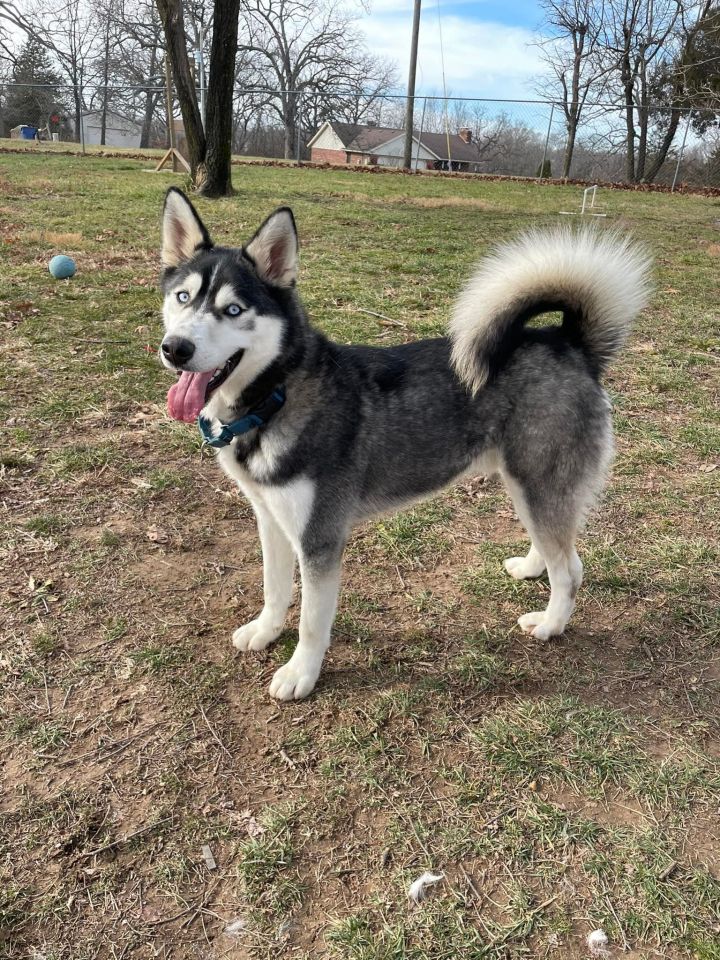 Hollywood, an adopted Husky in Jefferson City, MO_image-2