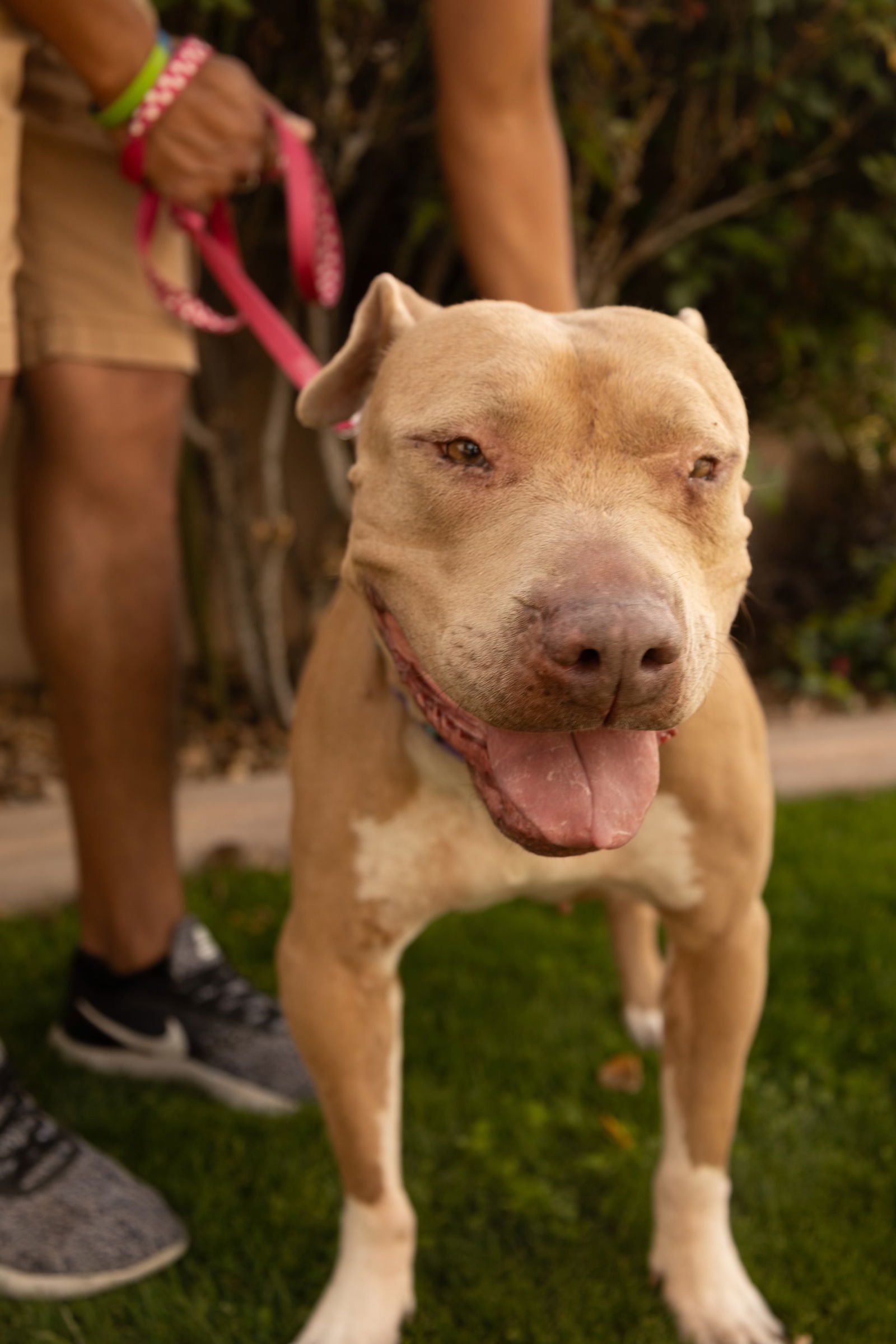 BETTY WHITE, an adoptable Shar-Pei, Terrier in Chandler, AZ, 85249 | Photo Image 1