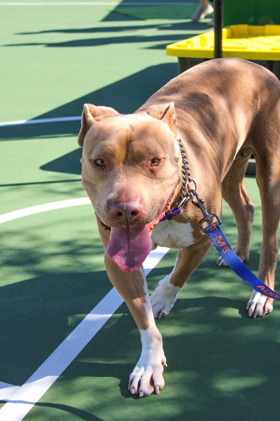 BETTY WHITE, an adoptable Shar-Pei, Terrier in Chandler, AZ, 85249 | Photo Image 1