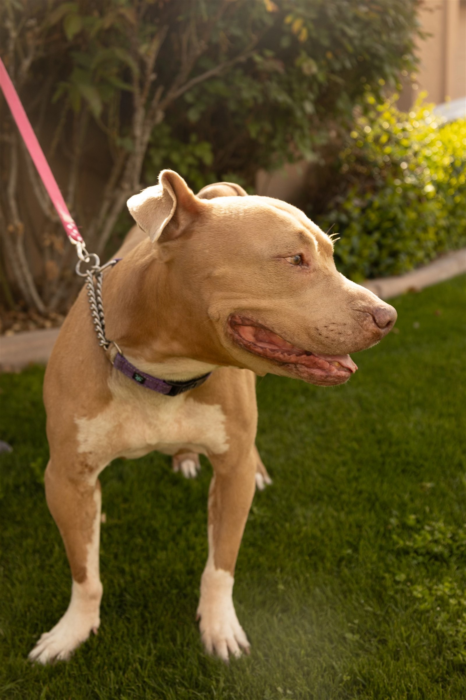 BETTY WHITE, an adoptable Shar-Pei, Terrier in Chandler, AZ, 85249 | Photo Image 2