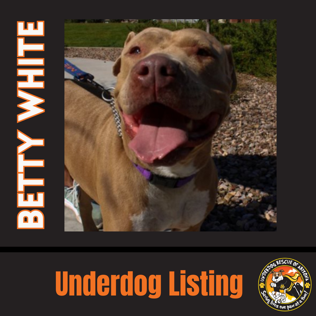 BETTY WHITE, an adoptable Shar-Pei, Terrier in Chandler, AZ, 85249 | Photo Image 3