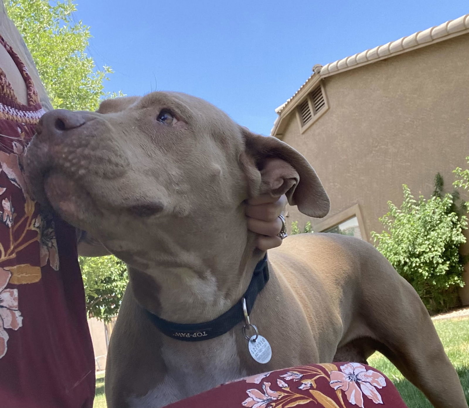 BETTY WHITE, an adoptable Shar-Pei, Terrier in Chandler, AZ, 85249 | Photo Image 3