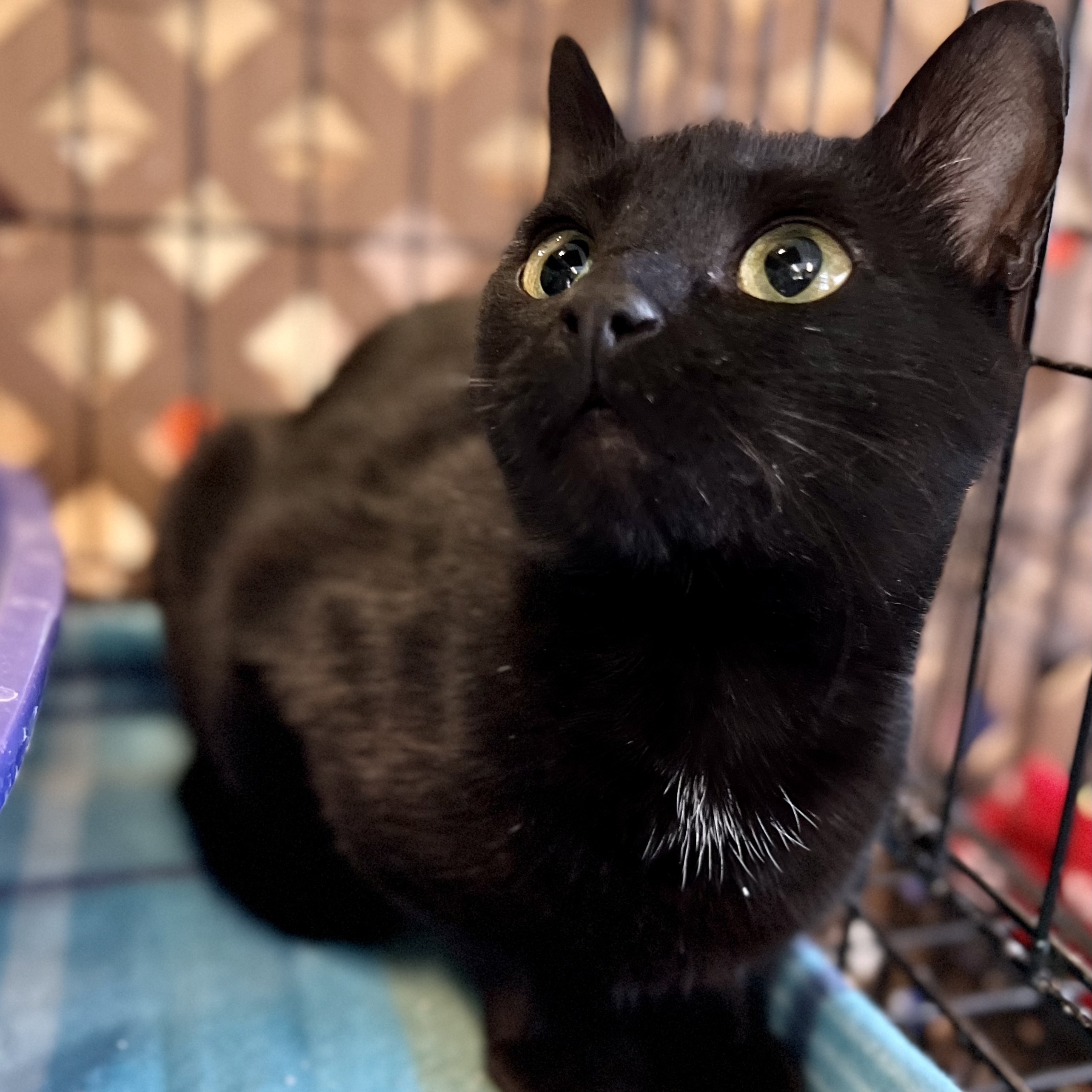 Raven, an adoptable Domestic Short Hair in Evansville, IN, 47715 | Photo Image 1