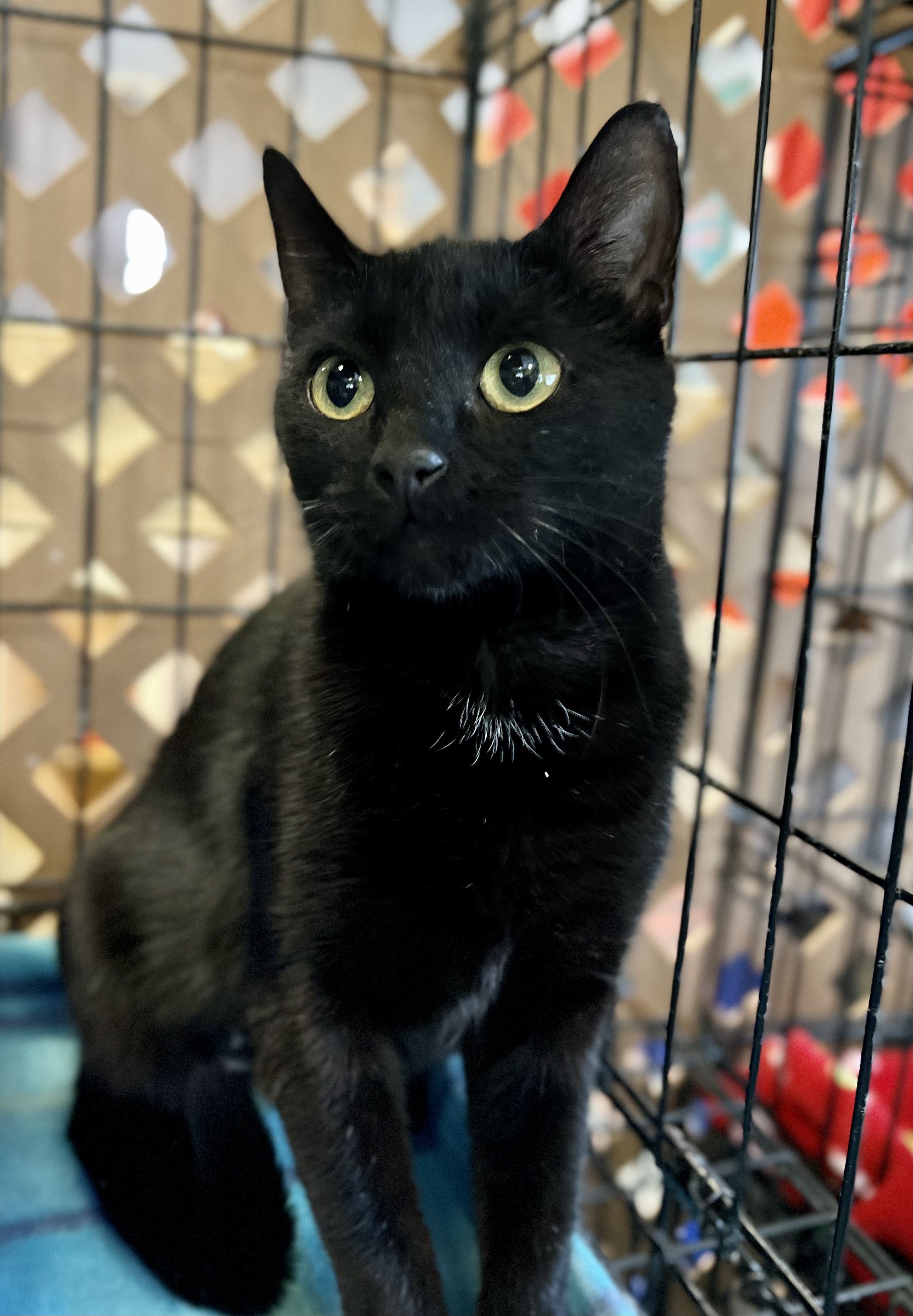 Raven, an adoptable Domestic Short Hair in Evansville, IN, 47715 | Photo Image 2