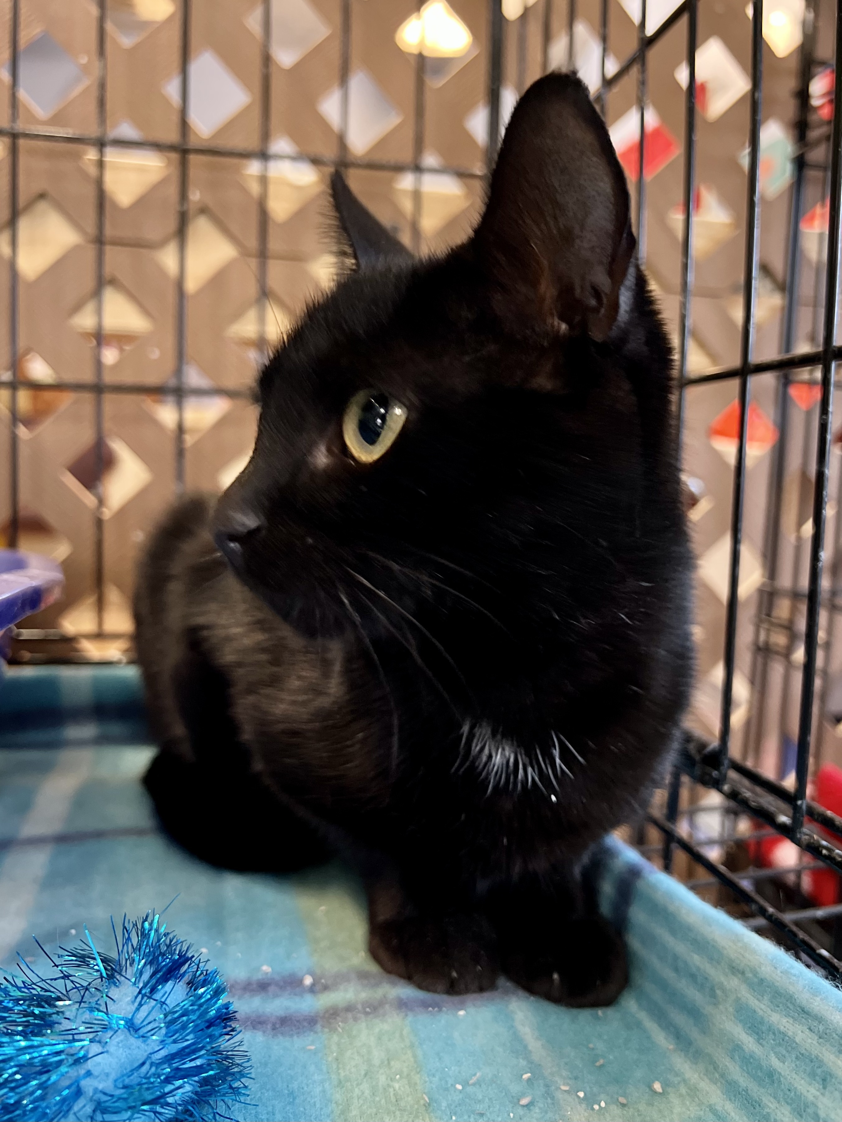 Raven, an adoptable Domestic Short Hair in Evansville, IN, 47715 | Photo Image 3