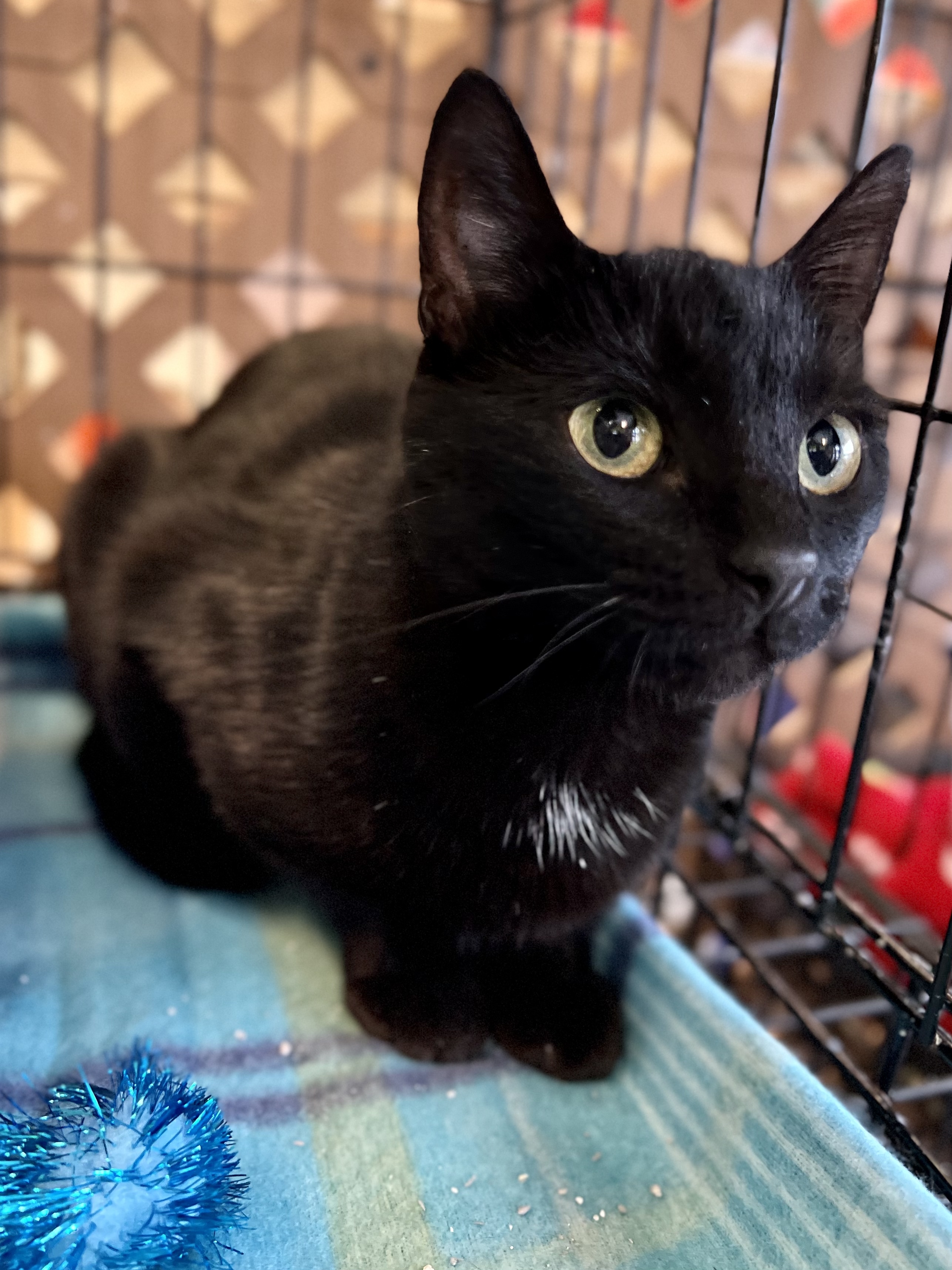 Raven, an adoptable Domestic Short Hair in Evansville, IN, 47715 | Photo Image 4