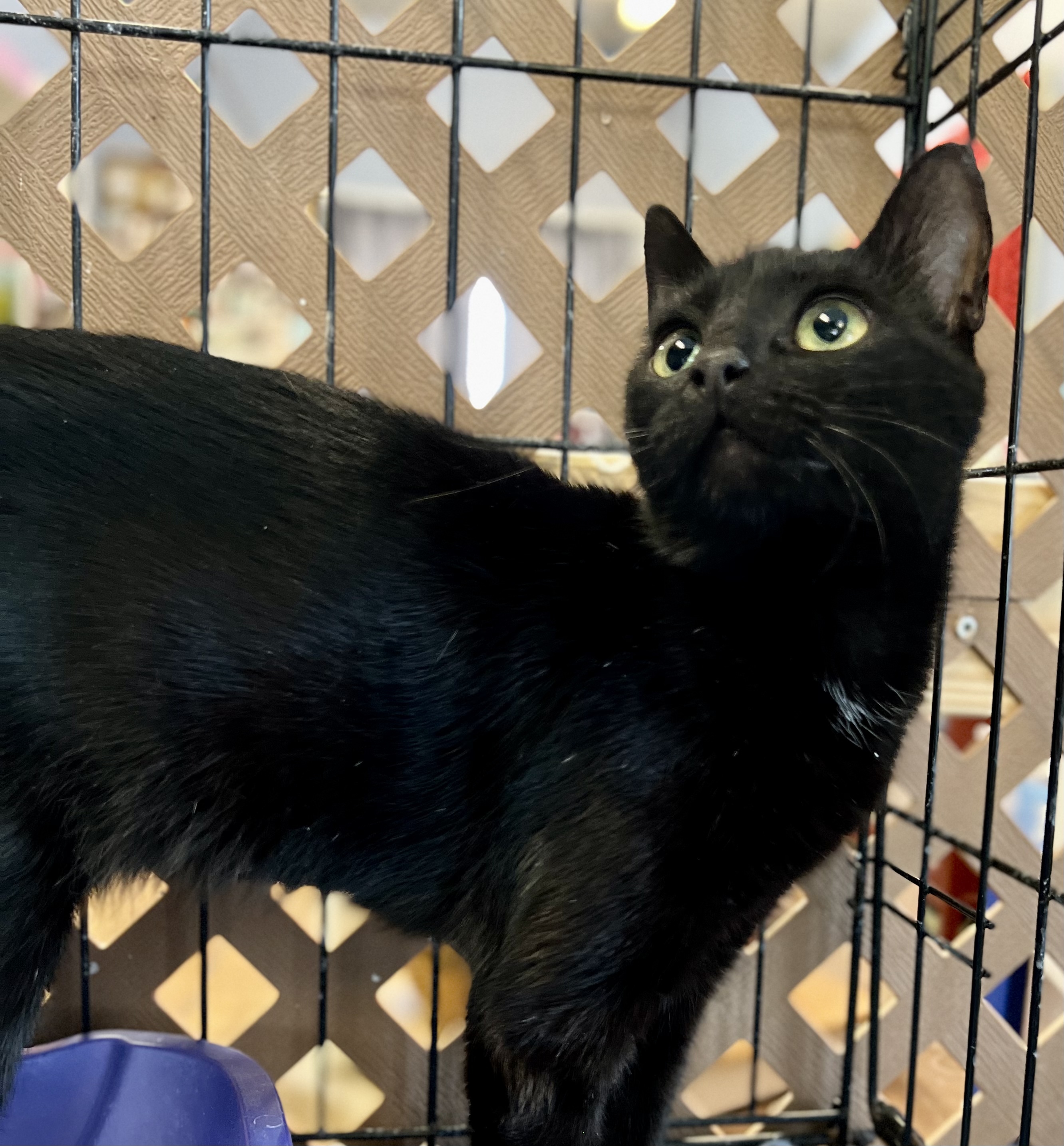 Raven, an adoptable Domestic Short Hair in Evansville, IN, 47715 | Photo Image 5