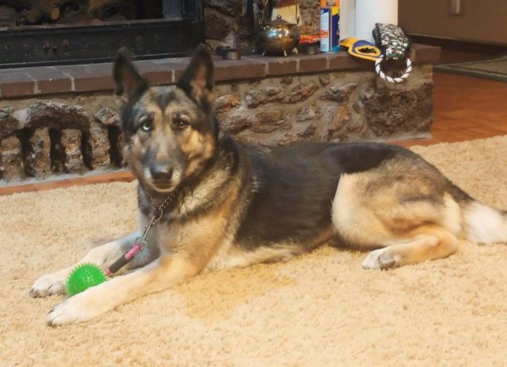 Heidi, an adopted German Shepherd Dog Mix in Jefferson City, MO_image-4