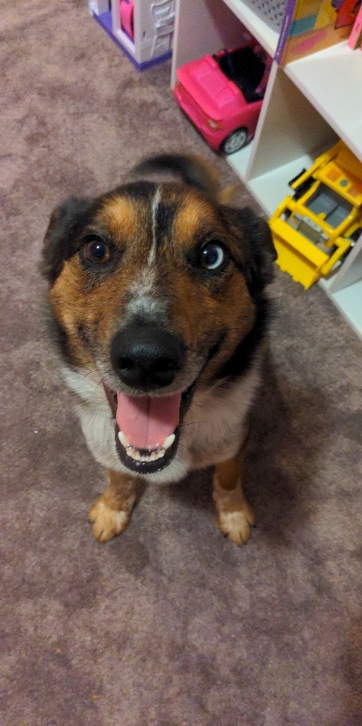 Ralphie, an adoptable Australian Cattle Dog / Blue Heeler, Australian Shepherd in Greenwood, IN, 46142 | Photo Image 1