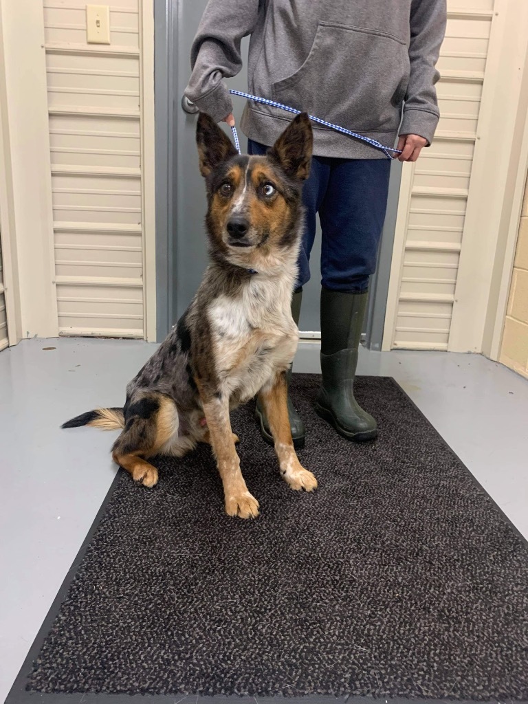 Ralphie, an adoptable Australian Cattle Dog / Blue Heeler, Australian Shepherd in Greenwood, IN, 46142 | Photo Image 2